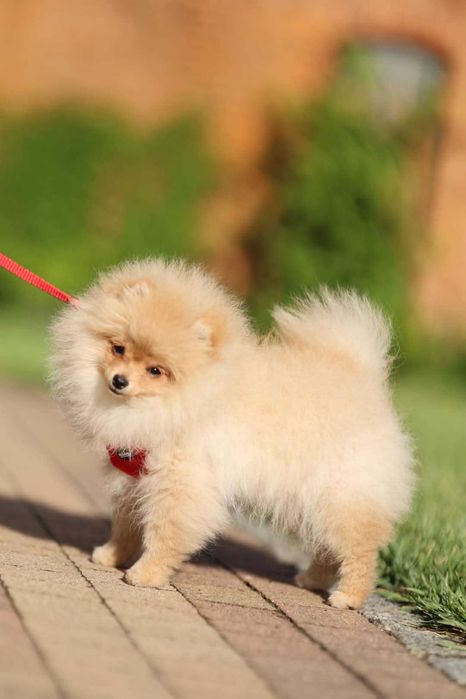 Szpic miniatyrowy pomeranian - cudowna suczka ZORA !