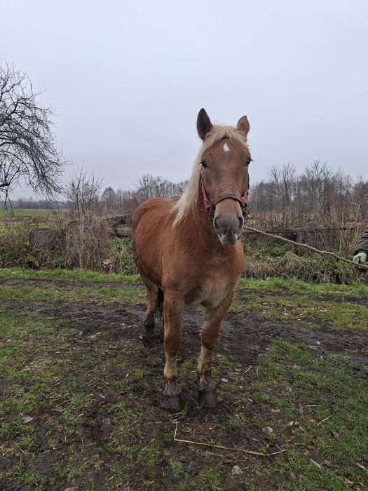 Klacz rasy zimnokrwistej dokumenty!