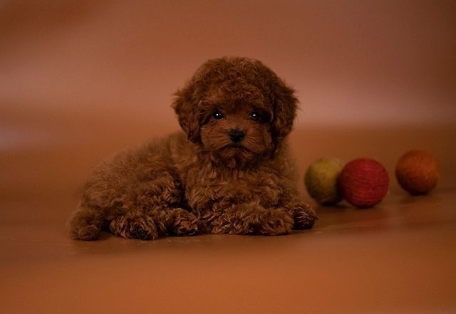 Дівчина  красотулька маленька, той пудель