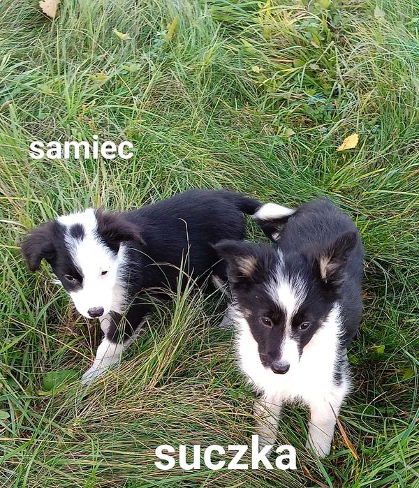 Border collie suczka