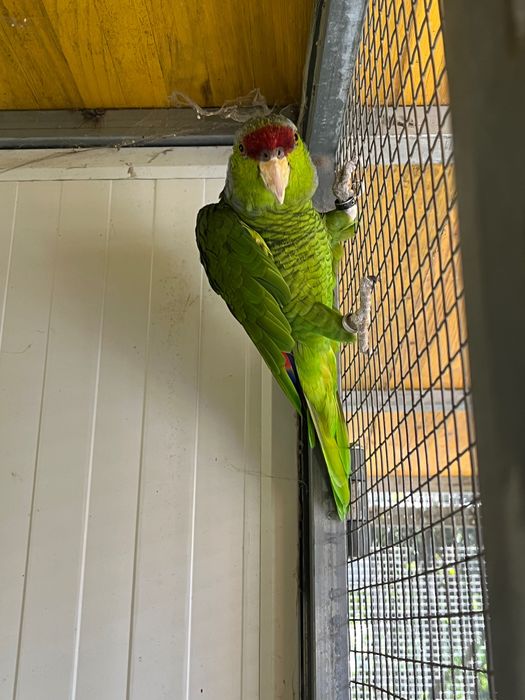 Papagaio Aestiva Finschi