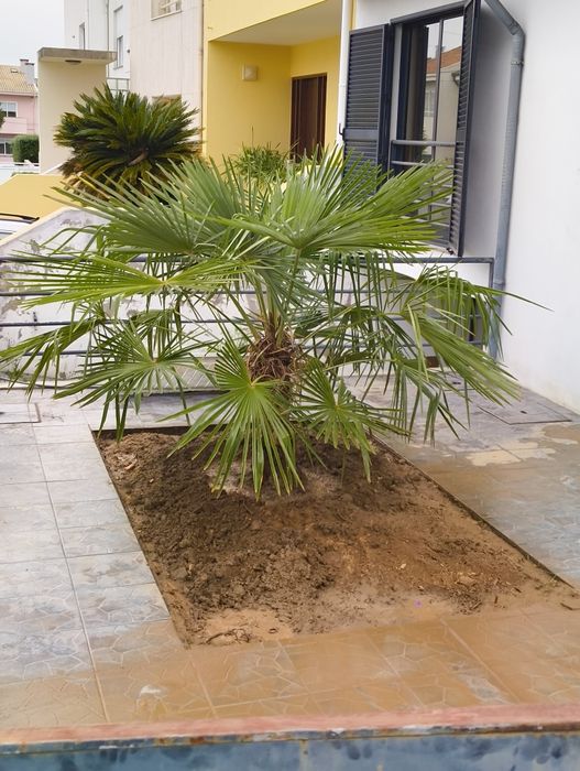 Serviço Mini Giratória