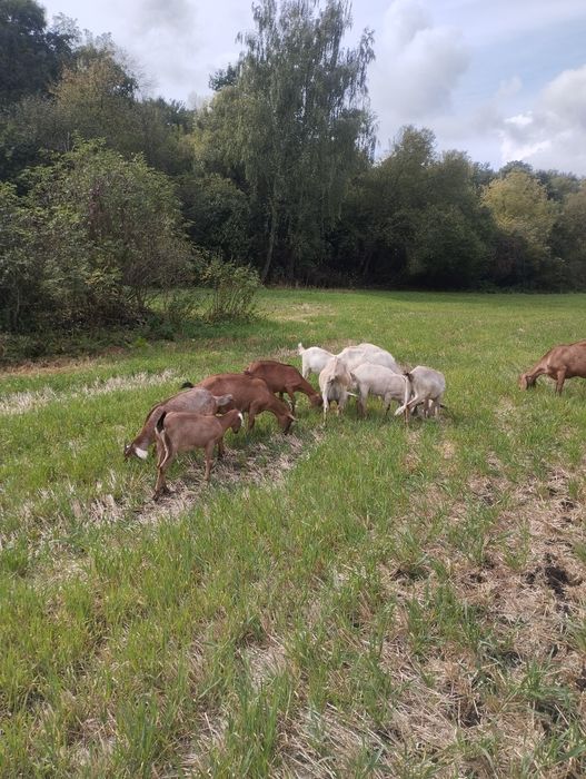 Продам кози або обміняю