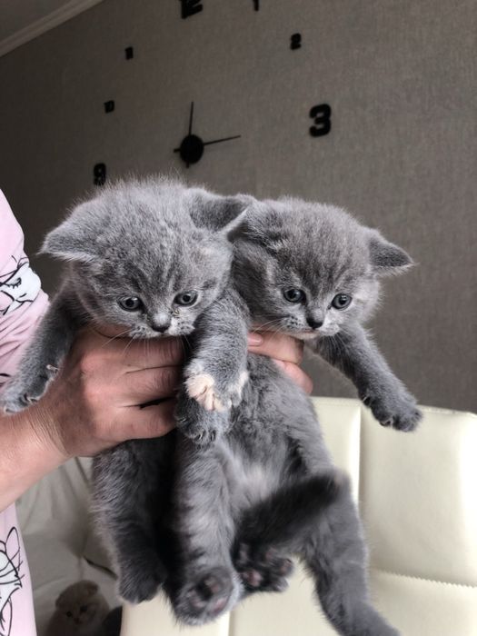 Британські котята