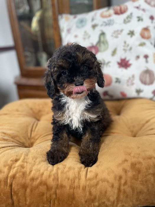 Cavapoo f1b dostępny piesek tricolor