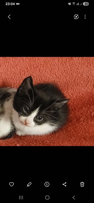 Gatinho para adoção