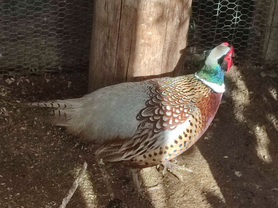 Ovos de faisão fecundados