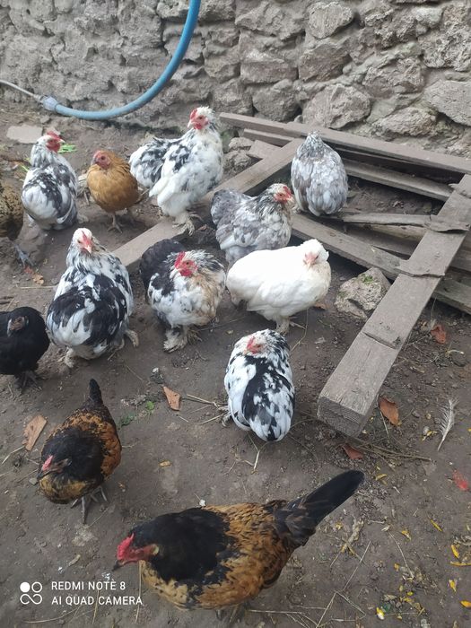 Карликові   кури