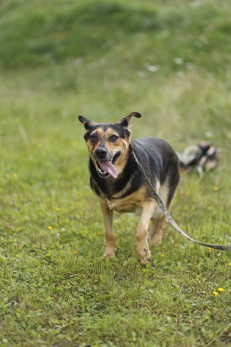 Seniorka Sława poleca się do adopcji nim będzie za późno