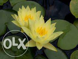 Plantas lindas flutuantes e oxigenadoras e pantanosas