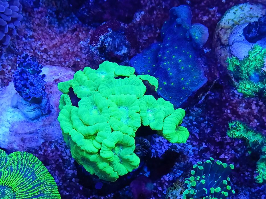 Koralowce LPS Caulastrea fluo, morskie