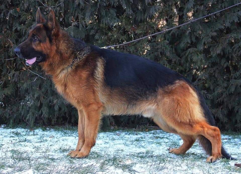 Німецька вівчарка  щенкі КсУ