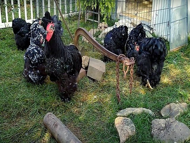 Яйце на інкубацію від породистих курей. Кохінхін ізабелла, мармуровий.