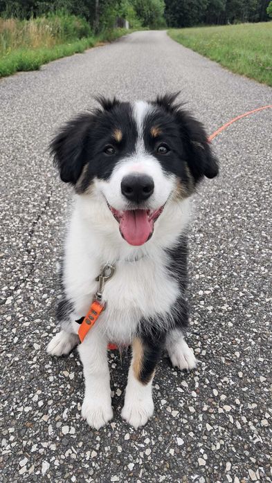 Border Collie - piesek BAGI - z hodowli NEGRESSE