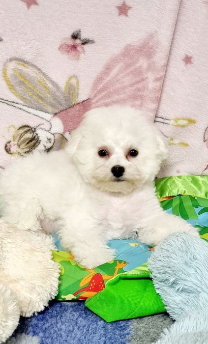 Bichon frise suczka zkwp