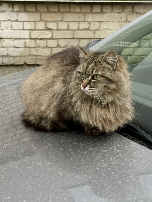 Лагідній красуні потрібен дім