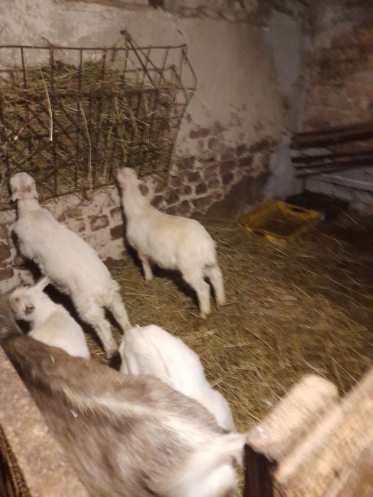 Продам кози і козенят