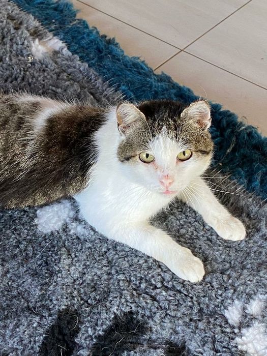 Kochana kicia czeka na cud