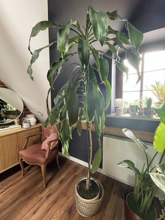 Duża Dracena Wonna (200 cm) – Zdrowy okaz, regularnie kwitnie