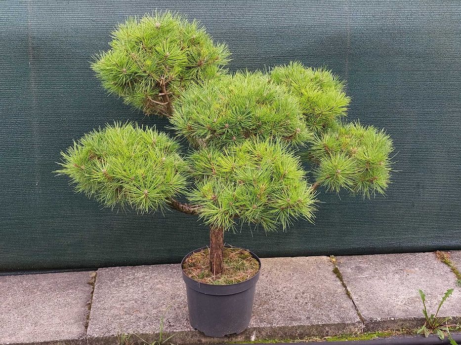Bonsai, niwaki, sosna czarna  'Marie Bregeon`, Szkółka krzewów ozdobnych