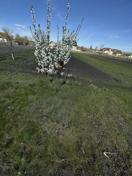 Продам земельну  ділянку