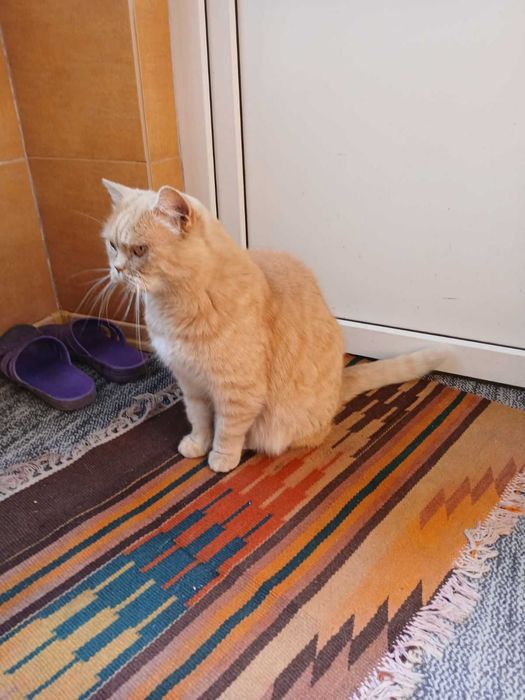 Киця руда красуня, вісім років