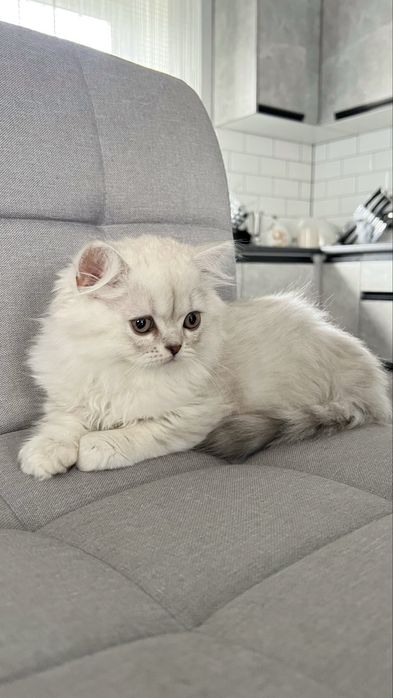 Довшерстий ХЛОПЧИК, котинята, кошенята