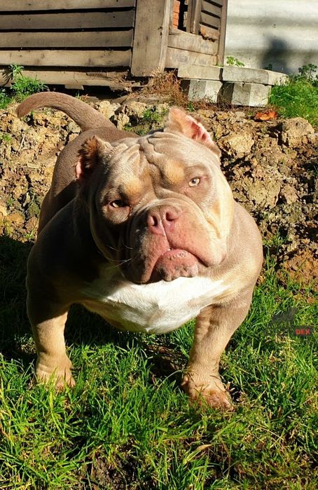 American Bully Pocket suczka