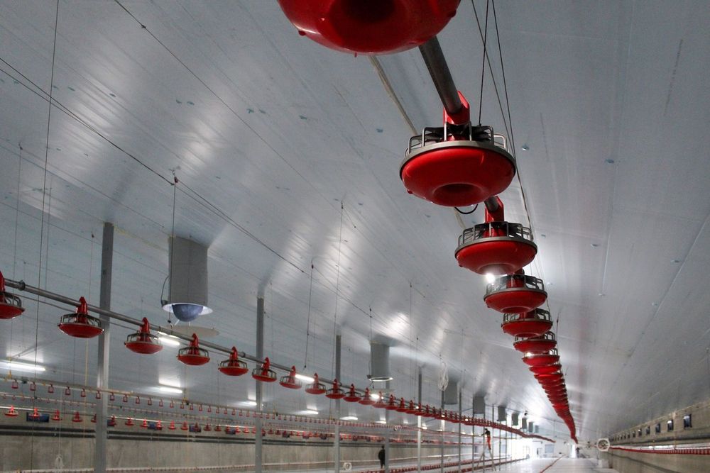 Izolacja Dachu Kurnika Tuczarni Obory Hali Płyta Styrodur XPS AGRO