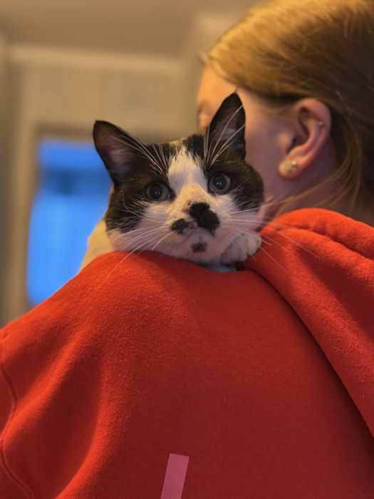 Мололий котик шукає родину