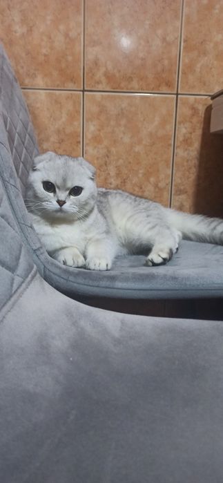 Терміново продам дорослу шиншилову кицю