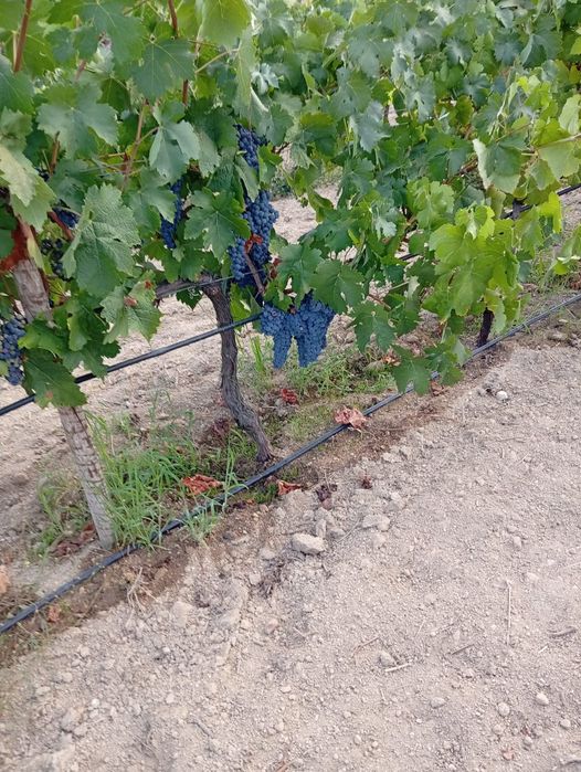 Uvas - Sirah, Tinta Roriz, Alicante bouschet