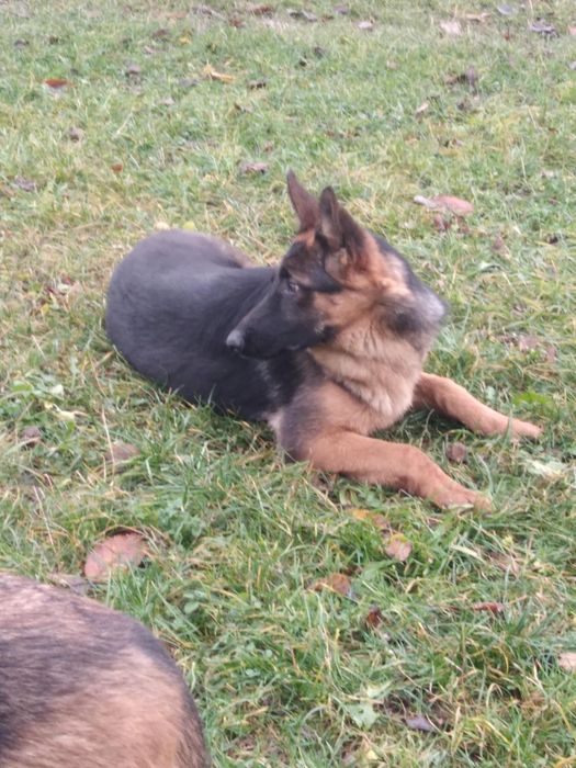 Продам німецьку вівчарку,дівчинку