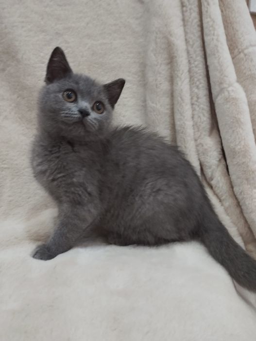 Scottish Straight gatinho