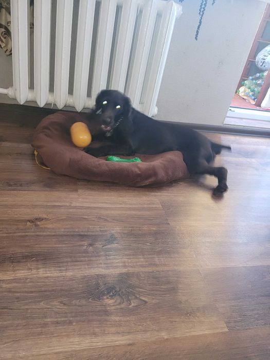 Кокер спаніель, вязка, кобель