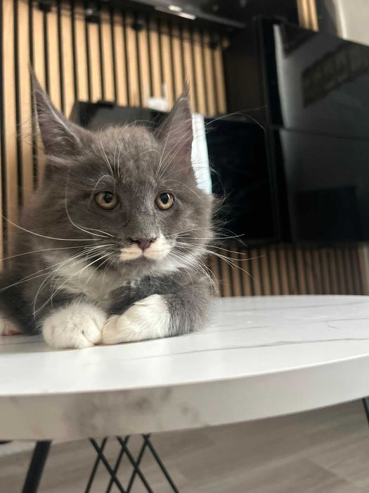 Maine Coon Macho de Excelente Linhagem Disponível