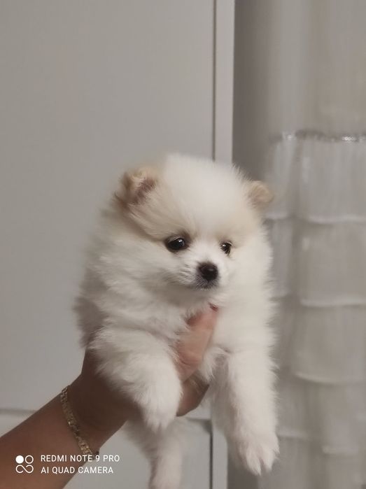 Pomeranian boo aktualne