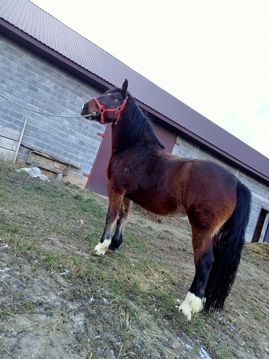 Witam sprzedam klacz