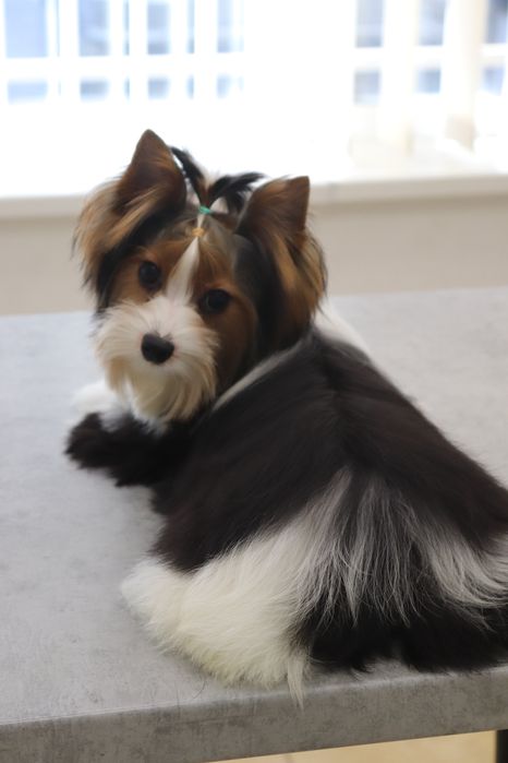 Цуценя підрощенне хлопчик бівер йорк з документами КСУ