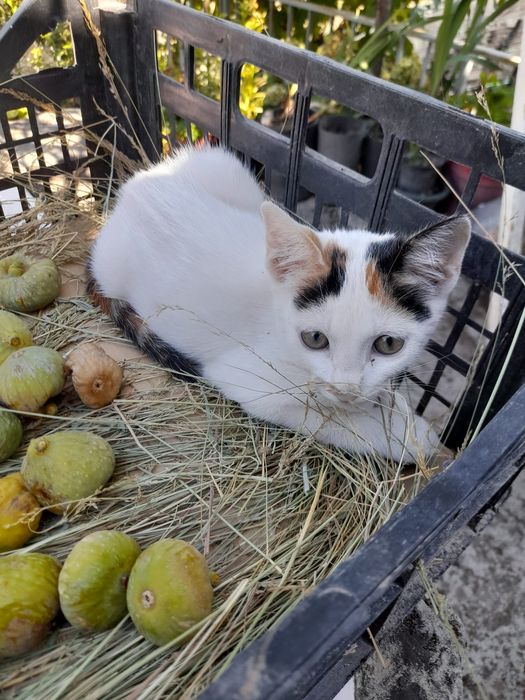 Gatinhas para adoção