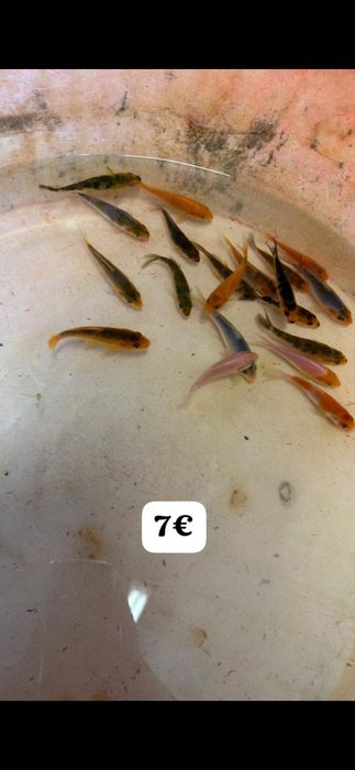 Carpas koi 2cm  a 13 cm