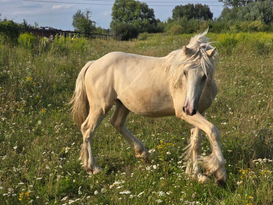 Gypsy cob nie tinker