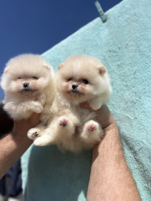 Що це за гарнюні