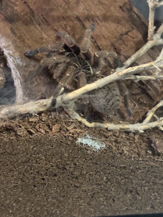 Sprzedam hodowle ptasznikow