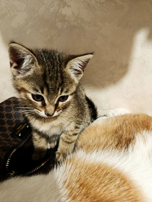 Кошенята безкоштовно