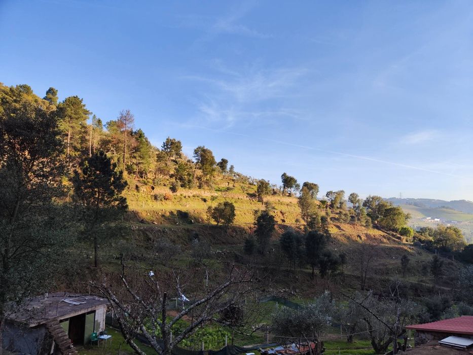 Quinta 3 Hectares Murganheira ( Tarouca )