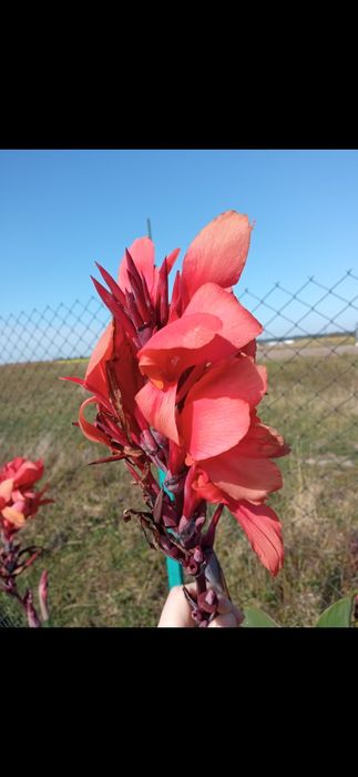 Продам гарні Канни!!!