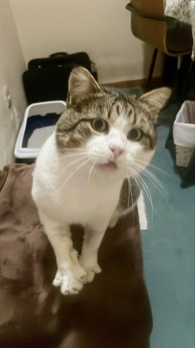 Gato adulto para adoção responsável