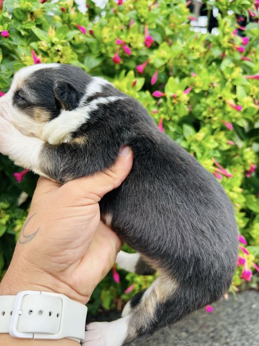 Menina border collie tricolor