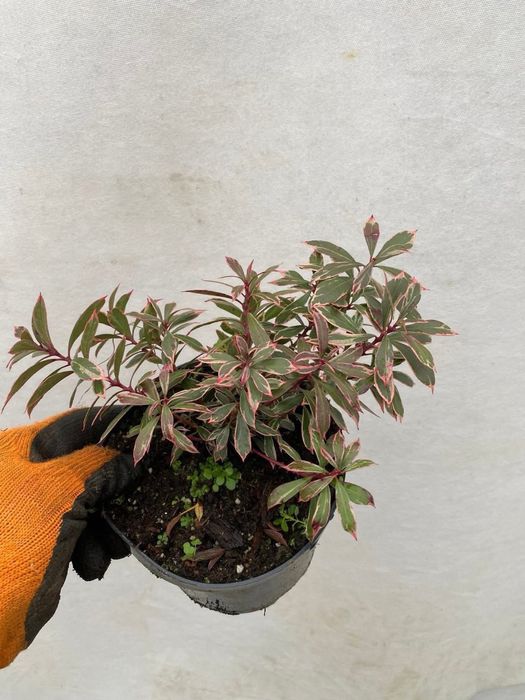 Пієріс японський «Little Heach”